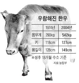 한우 덩치 커졌다… '일 소' 대신 '고기 소' 사육 | 중앙일보