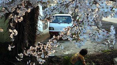 [사진] 만개한 제주 벚꽃
