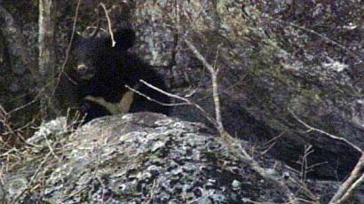 [사진] 겨울잠 깨어난 지리산 반달곰