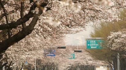 [사진] 여의도 벚꽃 물결