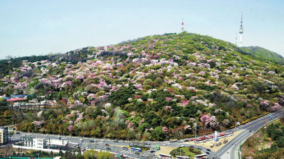 [사진] 봄 만발한 서울