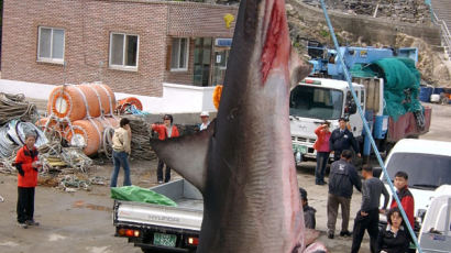 [사진] 여수에서 잡힌 식인 상어