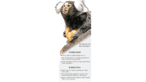 생명공학 연구 '무균 원숭이' 떼죽음