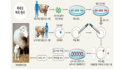 ['줄기세포' 신화 만든 한국인의 손재주] 체세포 복제란