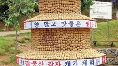 [문화 마당] 충남 5곳서 수박·감자·마늘축제
