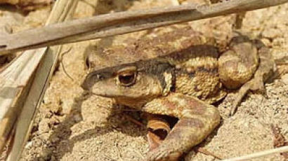 국내 첫 '두꺼비 생태공원' 조성