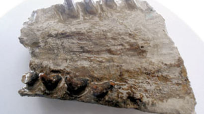 [과학] 1300만년 전 돌고래 화석 발견
