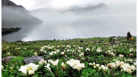 [사진] 백두산에서만 피는 꽃