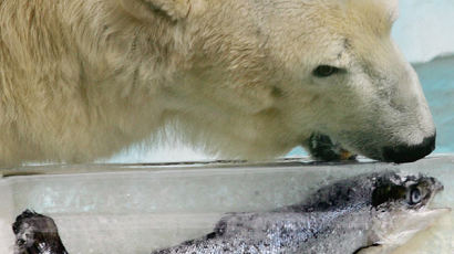 [사진] 북극곰의 맛있는 얼음생선 식사