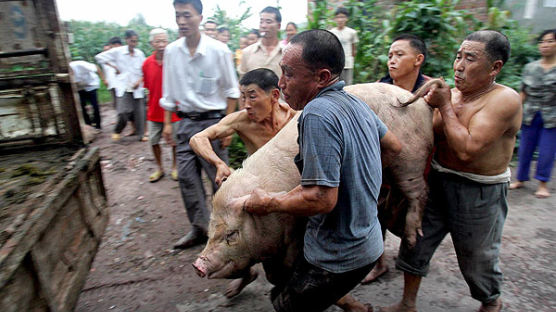 [사진] 중국 돼지 수난