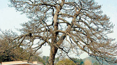 서천 천연기념물 나무 '곰솔' 죽어서도 마을 수호신 된다
