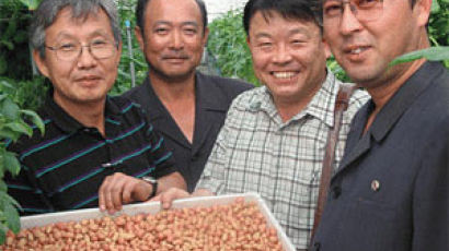 [사랑의 감자꽃을 피워요] 下. 감자에 승부수 던진 북한
