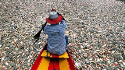 [사진] 아마존 가뭄에 물고기 떼죽음