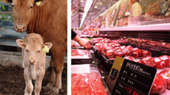 미국산 쇠고기 수입 소식에 한우값 하락