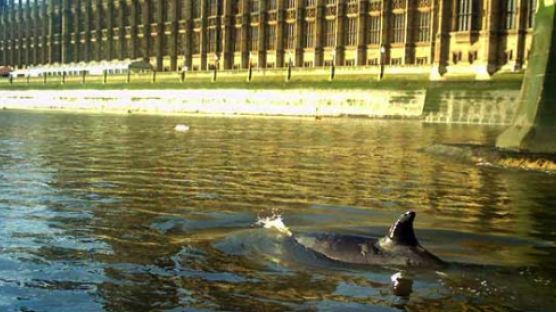 [사진] 런던 템스강에 돌고래 출현
