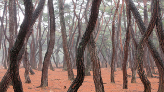 [권혁재사진전문기자의네모세상] 경주 배리 삼릉 소나무 숲