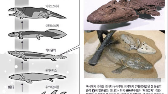 3억8000만 년 전 '네 발 물고기' 화석 발견