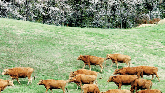 [사진] 봄 풀 뜯는 누렁 소들