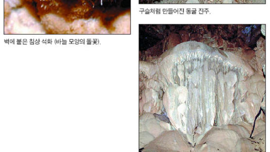 영월 청림굴서 국내 최대 규모 석화 발견