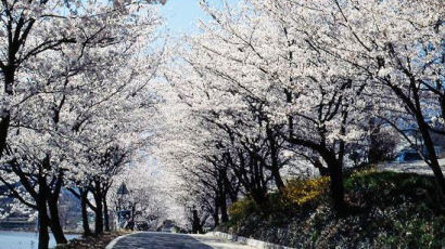 한국의 아름다운길 최우수상의 십리벚꽃길