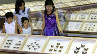 [사진] 나비 종류가 이렇게 많아요?