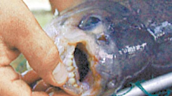 [사진] 사람 이빨(?) 물고기