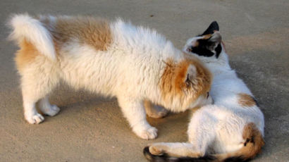 [사진] 강아지에게 젖을 물리는 고양이