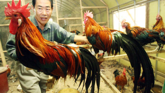 [사진] '긴꼬리 닭' 구경하세요