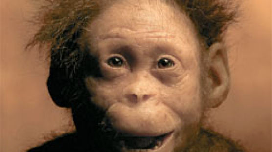 330만 년 전 화석 '루시의 아기'찾았다