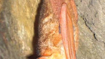 [사진] 천안서 황금박쥐 발견