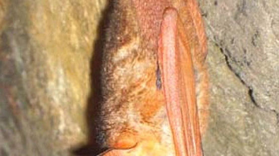 [사진] 천안서 황금박쥐 발견