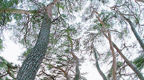 [사진] 가장 아름다운 포항 덕동마을 숲