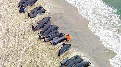 [사진] 고래의 집단 자살