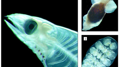 [사진] 해양생물 2000여 종 새로 발견