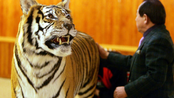 [사진] 백두산 호랑이 '압록이' 박제로 부활