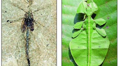 4700만 년 전에도 벌레는 위장했다