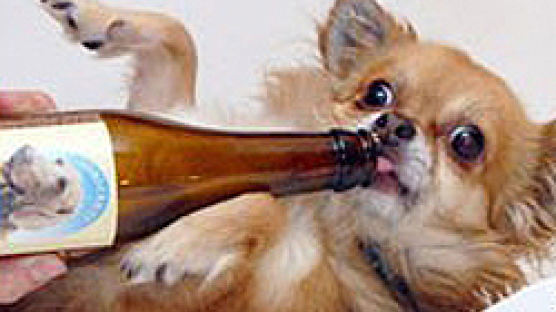'사람만 술 마시란 법 있나요?'… 네덜란드, '개' 위한 맥주 출시