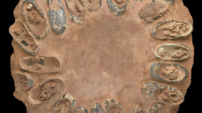 [사진] 압류된 4억원짜리 공룡 알 화석