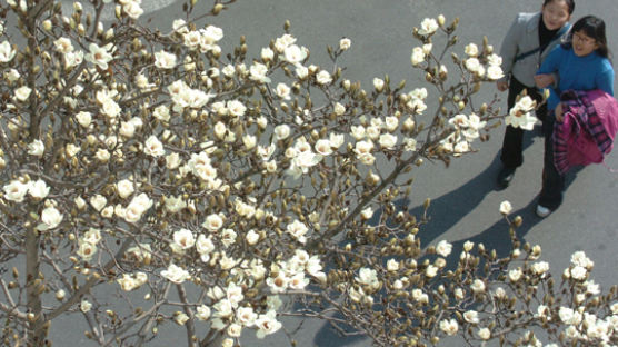 [사진] 봄보다 서둘러 온 하얀 목련