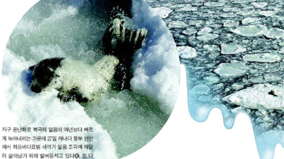온난화 보복 … '빙하의 대학살'