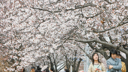 [사진] 여의도 벚꽃축제 속으로