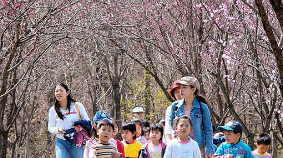 꽃의 향연 : 용인시, 한택식물원서 봄꽃축제