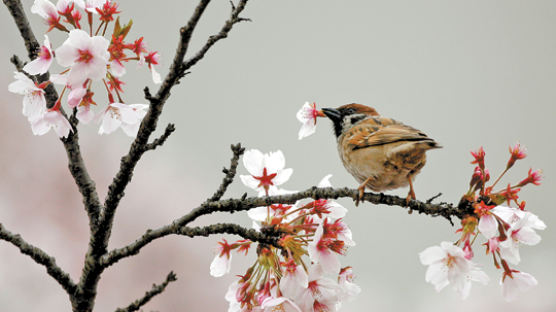 [사진] 참새도 '벚꽃축제'