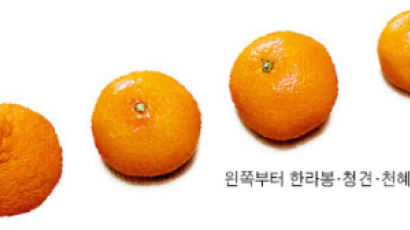 [장바구니리포트] 새콤달콤'한국 오렌지' 4형제