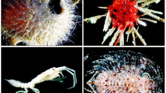 남극 해저 6000m서 발견한 신종 해양생물