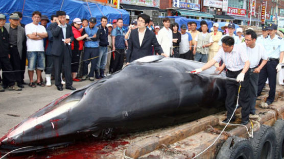 [사진] 고래 불법 포획 현행범 붙잡아