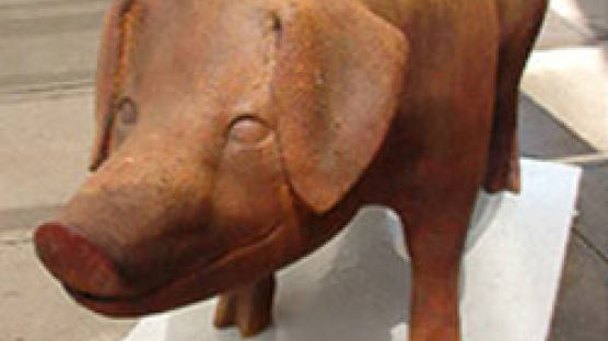미국 도심 한복판에 아리아 부르는 돼지 나타났다