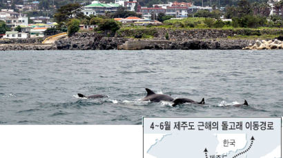 [사진] 서귀포의 돌고래떼