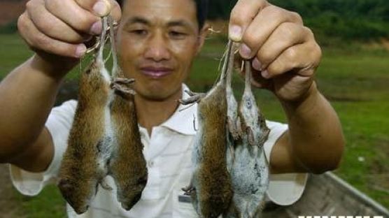 잡은 쥐만 230만 마리 … 중국쥐 습격에 '경악'