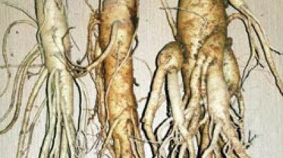 [장바구니리포트] 몸보신 수삼 한 뿌리 … 냉동 보관은 피해야